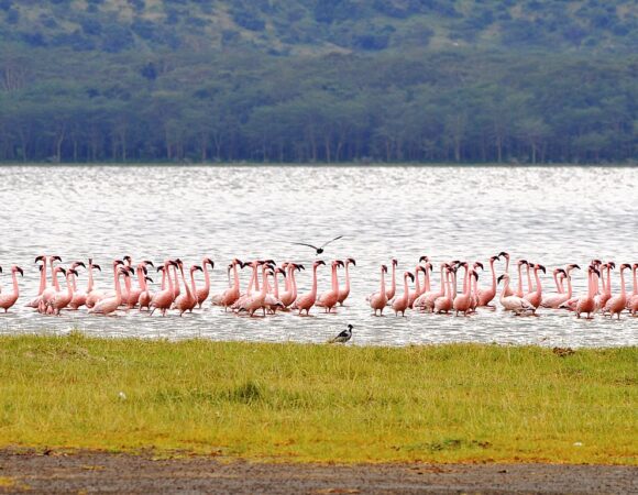 Lake Nakuru National Park Adventure
