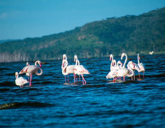 Lake Nakuru & Lake Bogoria Two Day Adventure