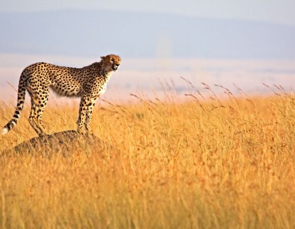Tsavo West, Amboseli, and Masai Mara Safari Adventure
