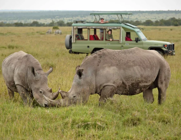 5-Day Ol Pejeta, Lake Nakuru, and Masai Mara Safari Adventure