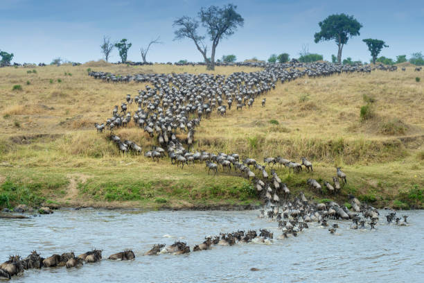 3-Day Serengeti Safari – Wildebeest Migration Special