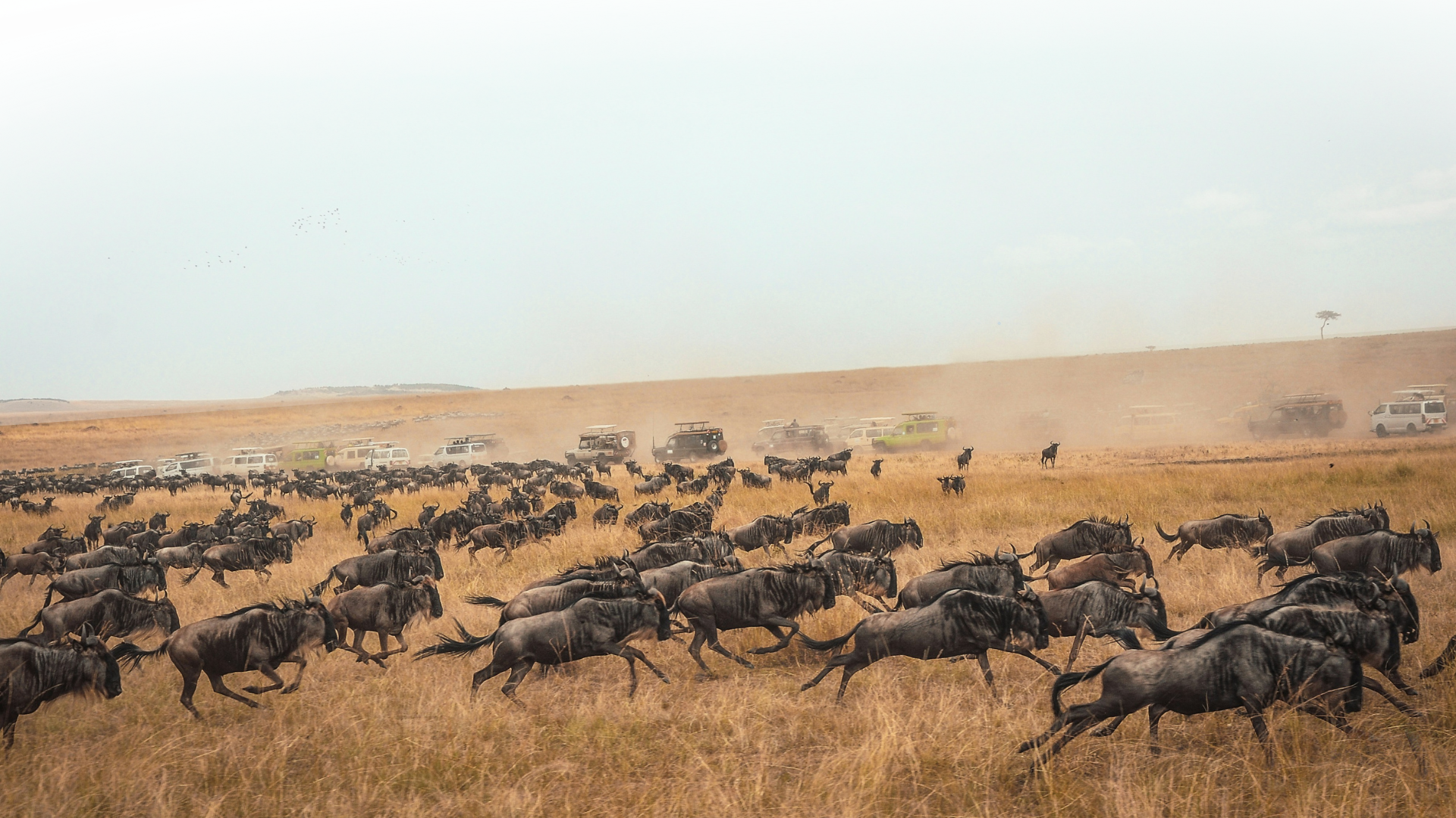 Maasai Mara