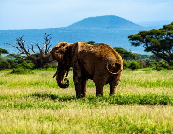 Amboseli National Park