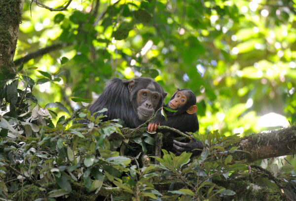 Ngamba Island Chimpanzee Sanctuary