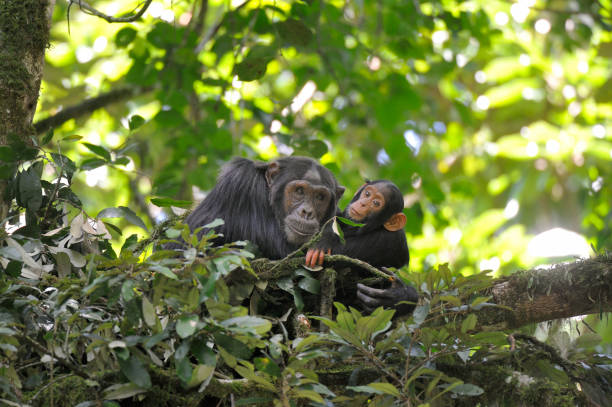 Ngamba Island Chimpanzee Sanctuary