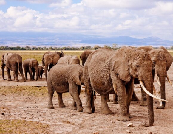 Aberdare National Park Safari Adventure