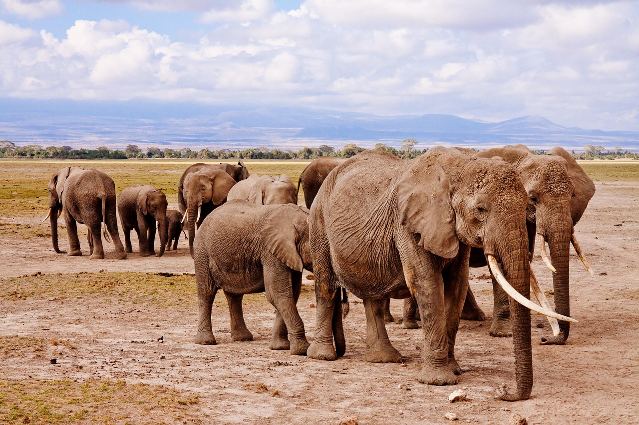 Aberdare National Park Safari Adventure