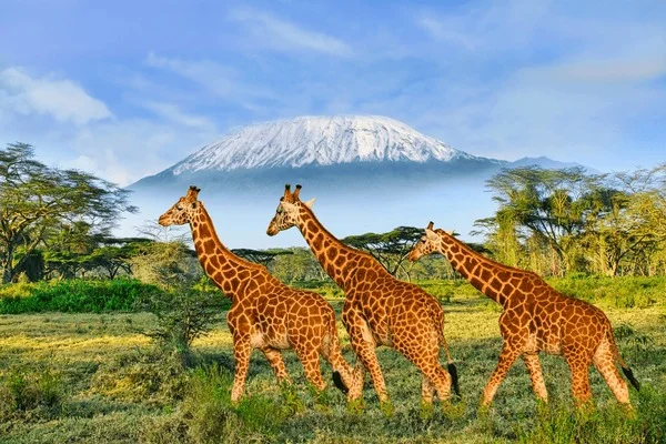 Amboseli National Park