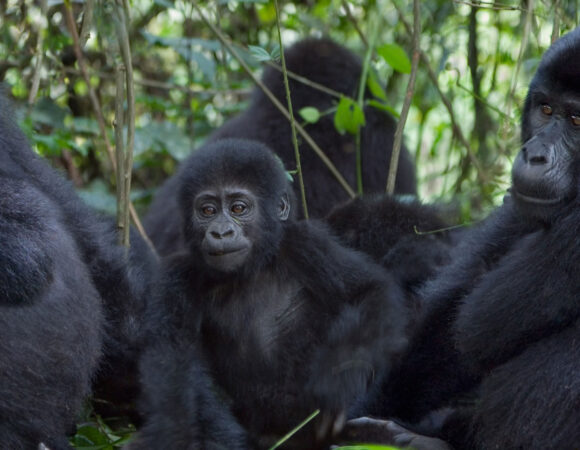 3 Days Gorilla Trekking in Uganda