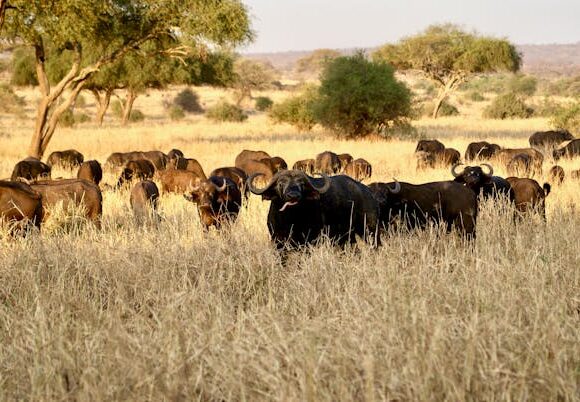 Lake Manyara National Park