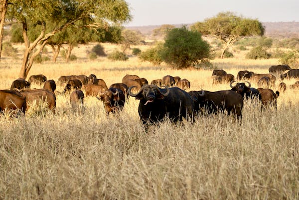 Lake Manyara National Park
