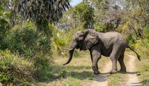 6 Days Maasai Mara, Serengeti, and Ngorongoro Safari Adventure