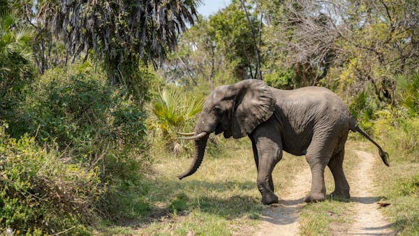 6 Days Maasai Mara, Serengeti, and Ngorongoro Safari Adventure