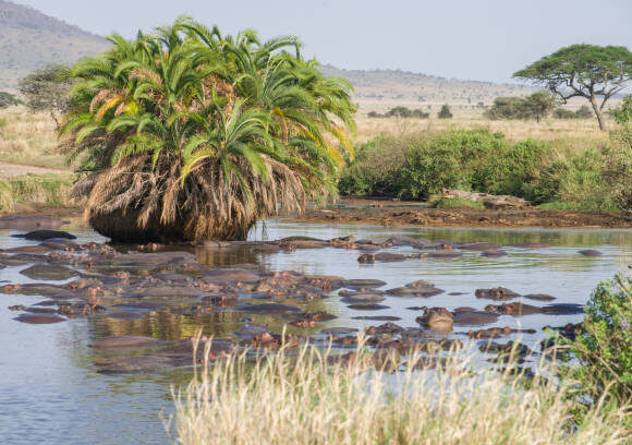 Serengeti Hippo Pool