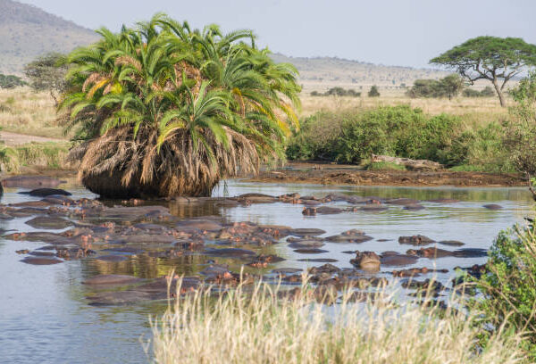 Serengeti Hippo Pool