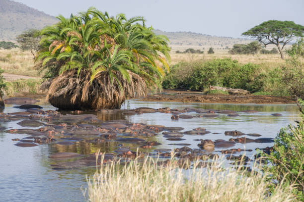 Serengeti Hippo Pool
