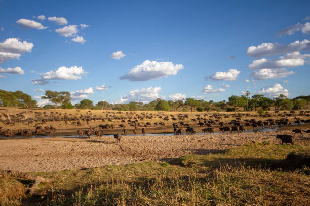 Tarangire National Park