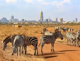 Nairobi national park